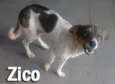 Amiguinhos