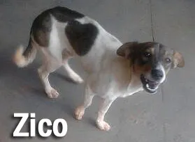 Cachorro ra a SRD Mix idade 7 a 11 meses nome Amiguinhos