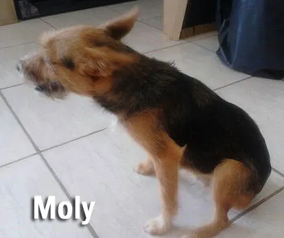 Cachorro ra a SRD Mix idade 7 a 11 meses nome Amiguinhos
