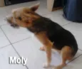 Amiguinhos