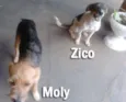 Amiguinhos