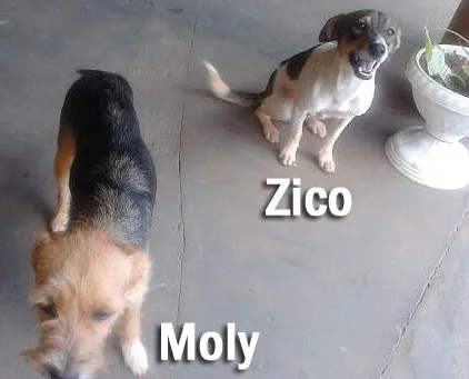 Cachorro ra a SRD Mix idade 7 a 11 meses nome Amiguinhos