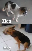 Amiguinhos