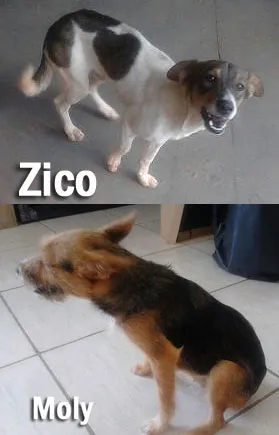 Cachorro ra a SRD Mix idade 7 a 11 meses nome Amiguinhos