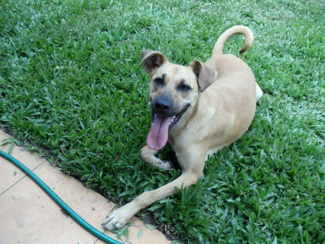 Cachorro ra a mestiço idade 2 anos nome mel