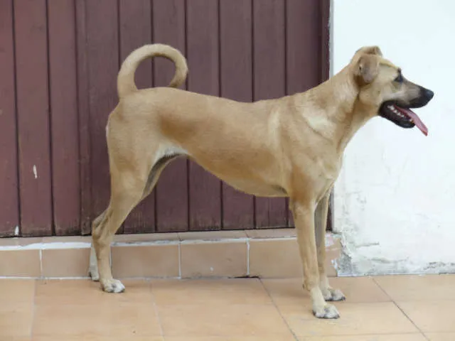 Cachorro ra a mestiço idade 2 anos nome mel