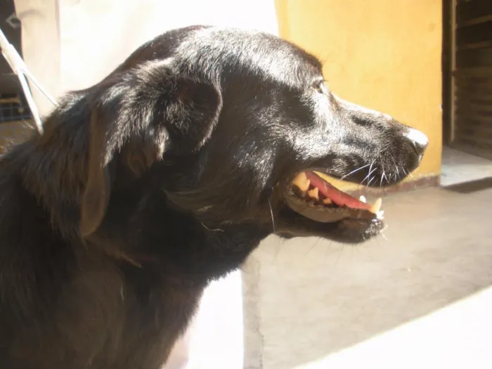 Cachorro ra a SRD idade 1 ano nome Negão