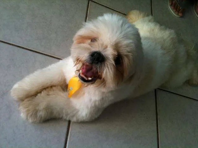 Cachorro ra a Lhasa Apso idade 1 ano nome Branquinho