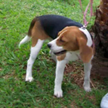 Cachorro ra a SRD idade  nome BEAGLE