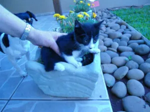 Gato raça SRD idade 2 a 6 meses nome Miti