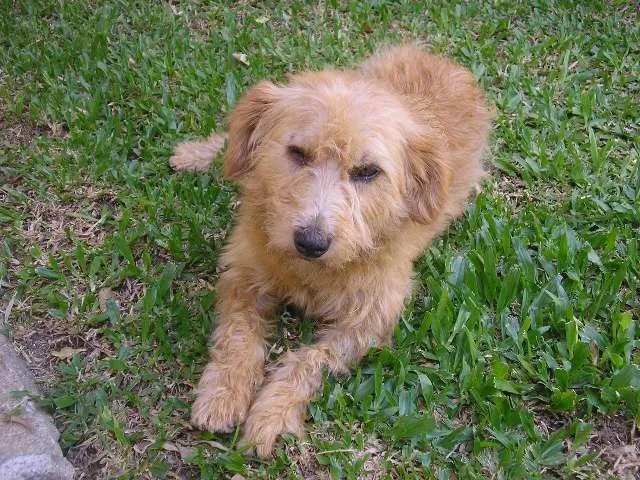 Cachorro ra a SRD idade 4 anos nome Caolha