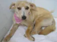 Caolha