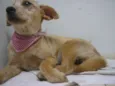 Caolha