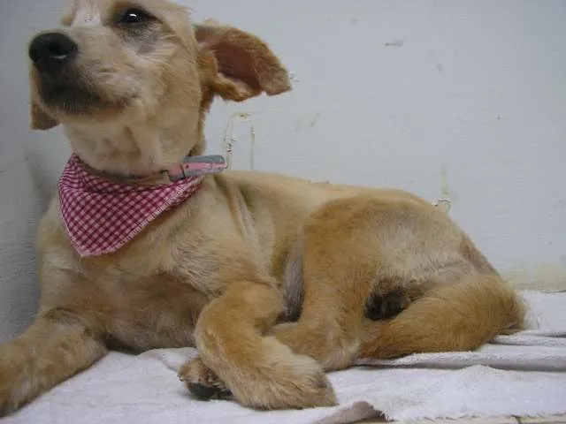 Cachorro ra a SRD idade 4 anos nome Caolha