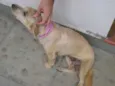 Caolha