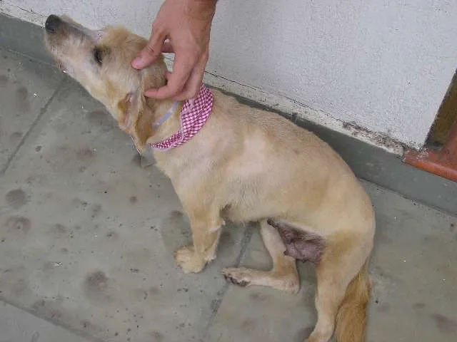 Cachorro ra a SRD idade 4 anos nome Caolha