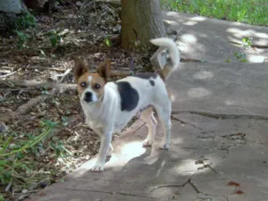 Cachorro raça SRD idade 3 anos nome Totó