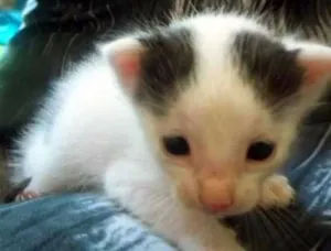 Gato raça SRD idade 2 a 6 meses nome PIERRE