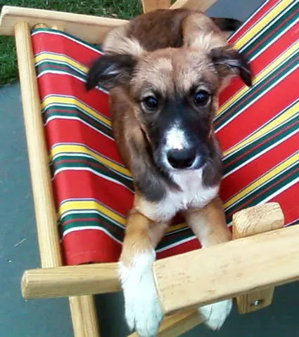 Cachorro ra a SRD idade 7 a 11 meses nome Theo