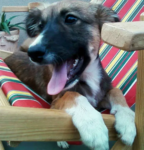 Cachorro ra a SRD idade 7 a 11 meses nome Theo