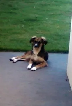 Cachorro ra a SRD idade 7 a 11 meses nome Theo
