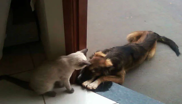 Cachorro ra a SRD idade 7 a 11 meses nome Theo