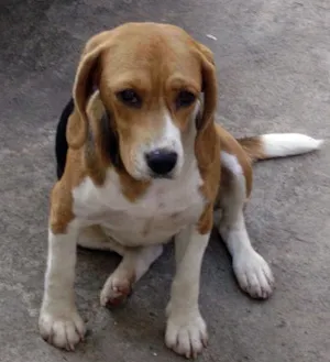 Cachorro raça  Beagle idade 4 anos nome Lola