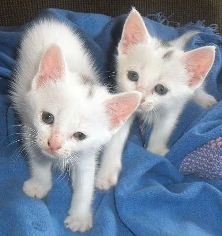 Gato ra a idade Abaixo de 2 meses nome Bebê