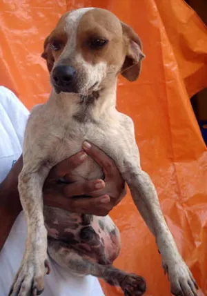 Cachorro raça SRD idade 3 anos nome Bruno