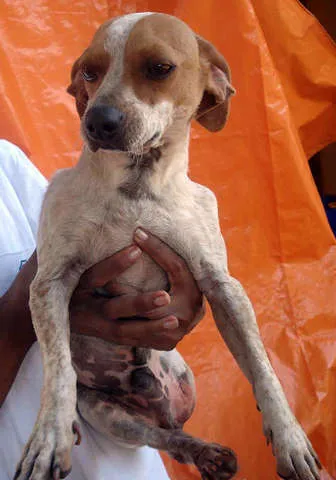 Cachorro ra a SRD idade 3 anos nome Bruno