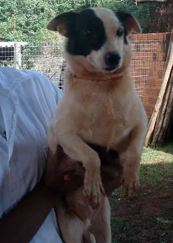Cachorro ra a SRD idade 3 anos nome BONNI