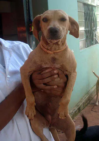 Cachorro ra a SRD idade 4 anos nome MEL