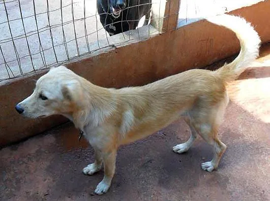 Cachorro ra a SRD idade 7 a 11 meses nome BRAD