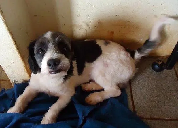 Cachorro ra a SRD idade 3 anos nome Pingo