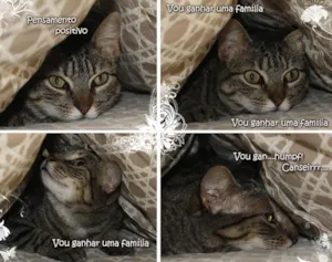 Gato raça SRD idade 7 a 11 meses nome SISLY