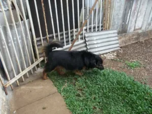 Cachorro raça SRD idade  nome Fofuxo
