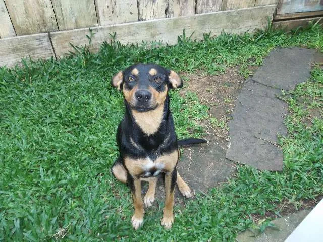 Cachorro ra a SRD idade  nome Nego
