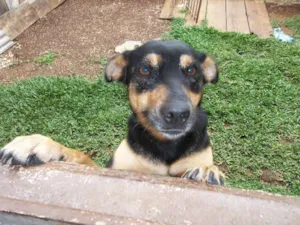 Cachorro raça SRD idade 2 anos nome Nega