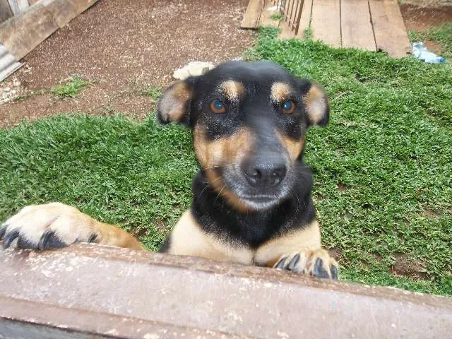Cachorro ra a SRD idade 2 anos nome Nega