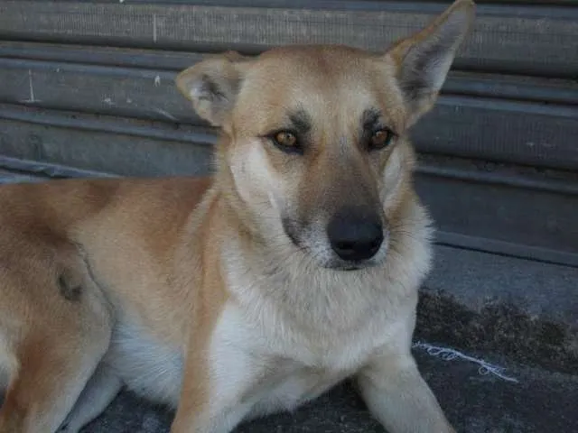 Cachorro raça Pastor Alemão idade 4 anos nome BELA