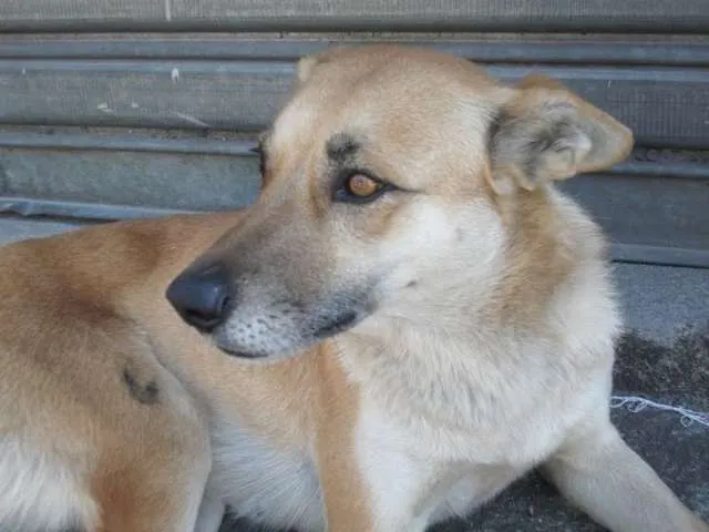 Cachorro raça Pastor Alemão idade 4 anos nome BELA