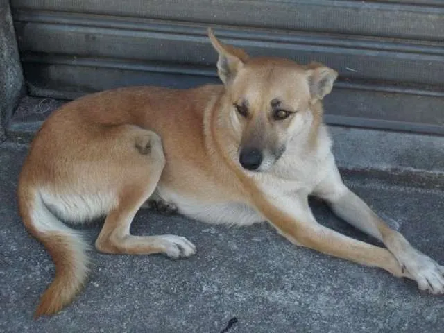 Cachorro raça Pastor Alemão idade 4 anos nome BELA