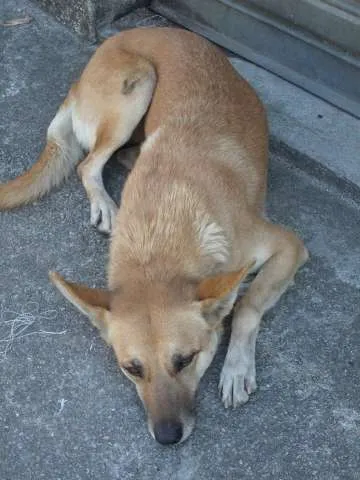 Cachorro raça Pastor Alemão idade 4 anos nome BELA