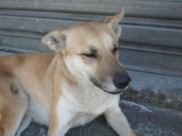 Cachorro raça Pastor Alemão idade 4 anos nome BELA