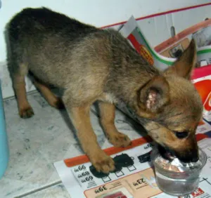 Cachorro raça SRD idade  nome Encontrada