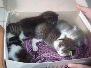 Gato raça SRD idade Abaixo de 2 meses nome Pretinho e Tigradinho
