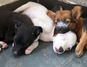 Cachorro raça SRD idade 2 a 6 meses nome FILHOTES