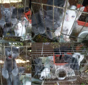 Gato raça SRD idade Abaixo de 2 meses nome Vários