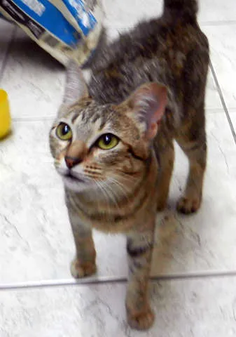 Gato ra a SRD idade 7 a 11 meses nome AGUINES