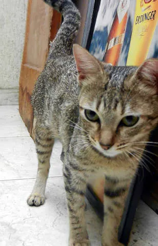 Gato ra a SRD idade 7 a 11 meses nome AGUINES